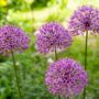 South Carolina Lowcountry Luxury Homes: Take Your Landscape to the Next Level with Alliums