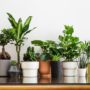Brighten Up Your Sandy Springs Custom Home with These Easy Houseplants