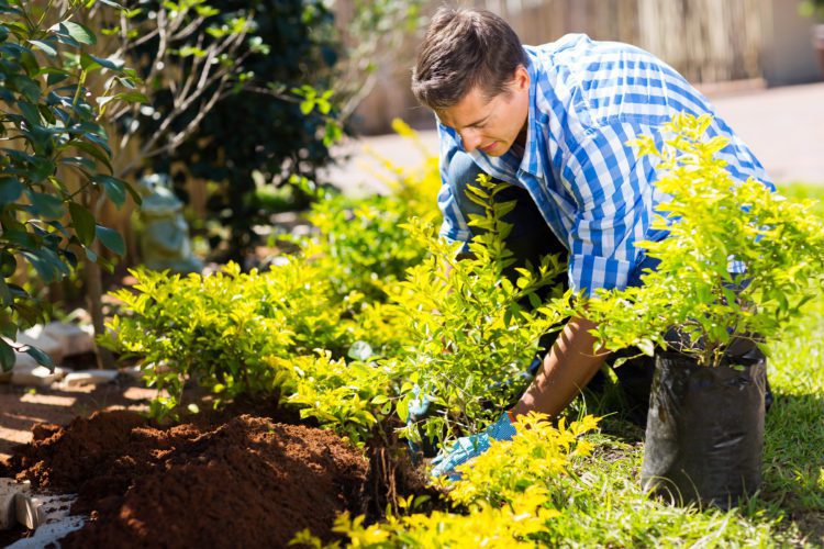 How to Choose the Best Trees for Your Milton GA Custom Home Yard