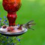 What Every Garden Needs: DIY Hummingbird Feeder for Lowcountry SC Custom Homes