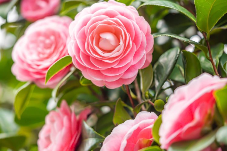 How to Keep Your Hilton Head Custom Home Garden Flourishing with Camellias Year-Round