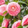 How to Keep Your Hilton Head Custom Home Garden Flourishing with Camellias Year-Round